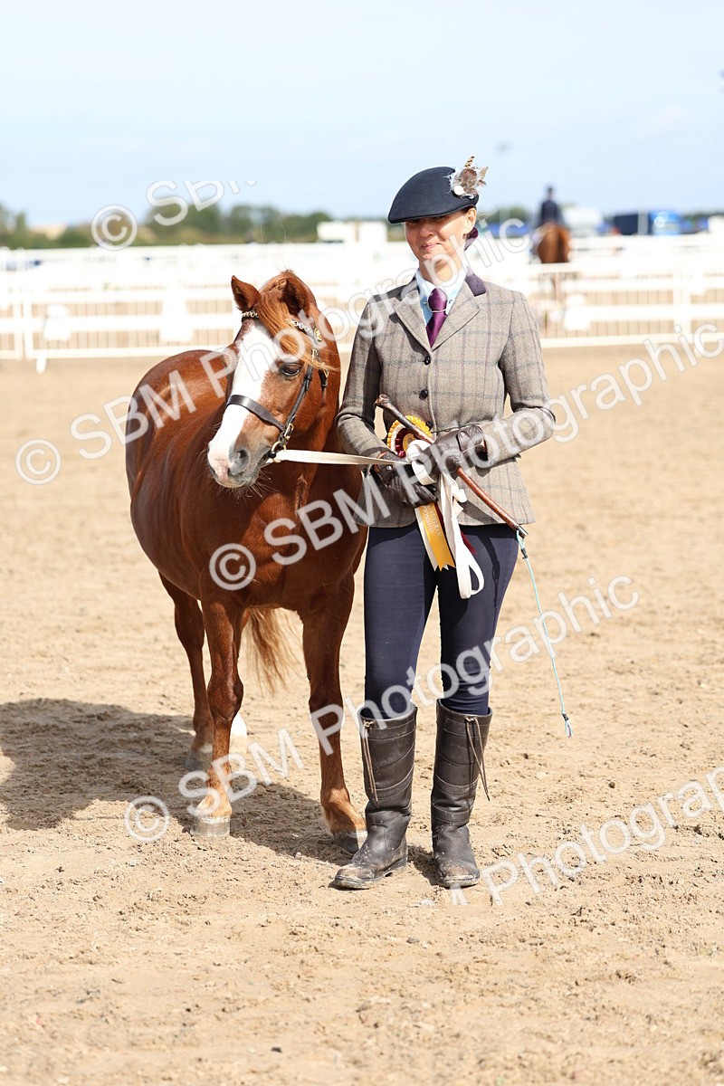 SBM_01930 - Class 18 - Handsomest Gelding - IH or Ridden