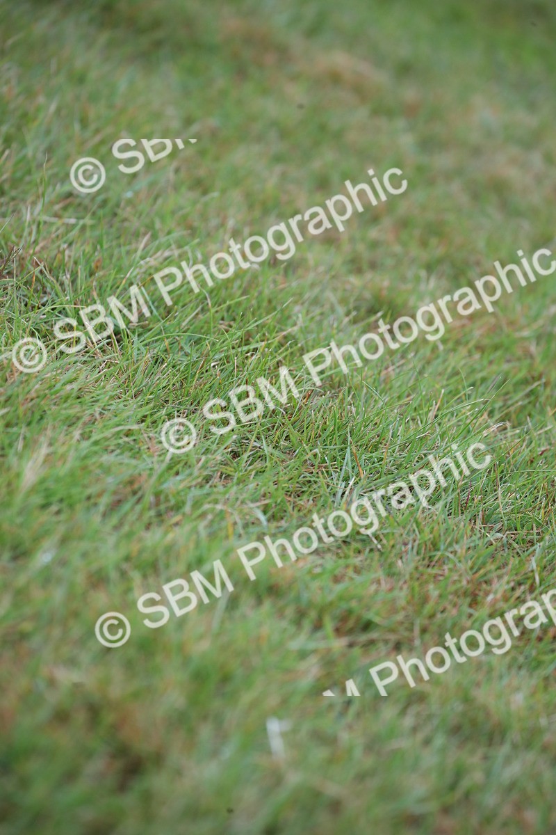 SBM_00244 - Class 17-20 - Arab & Part Bred - Anglo Arab In Hand