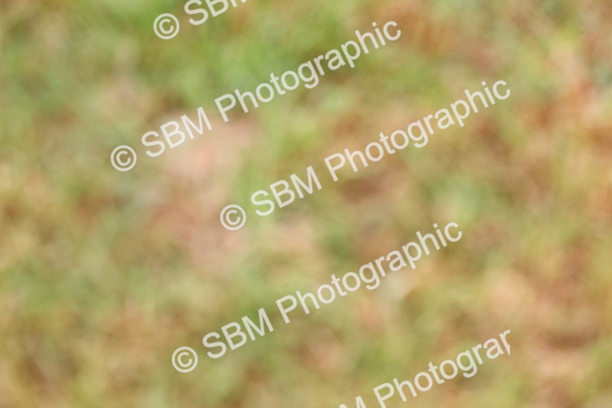 SBM_02578 - Class 9-11 Side Saddle including LIHS Rising Star Ladies Show Horse