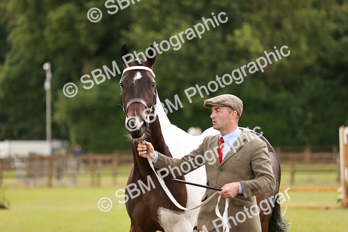 SBM_00779 - Class 26-30 Sport Horse In Hand