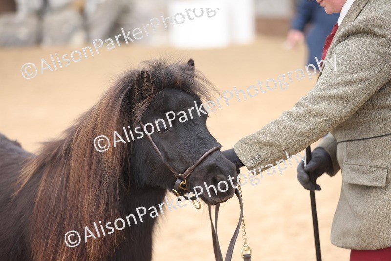 20251109-0316 - Class 13 - Mares 4 Years and Over