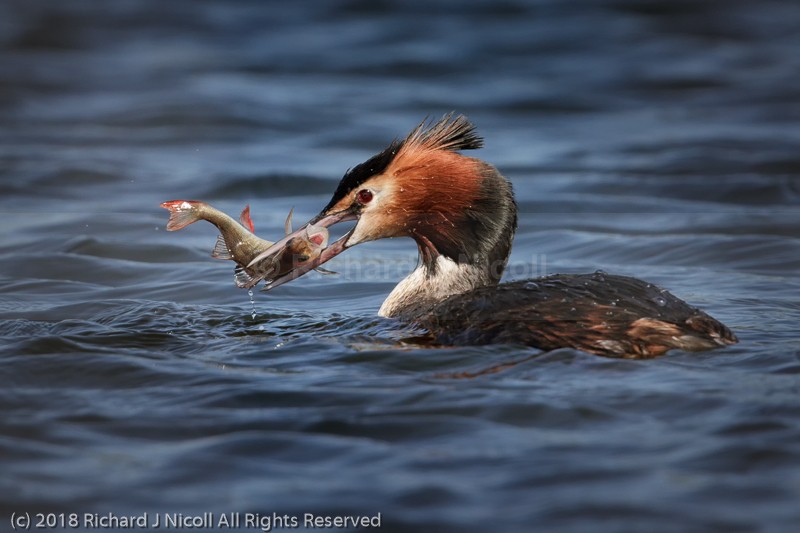 Great Crested Grebe (Podiceps cristatus) with prey - Great Crested Grebe (Podiceps cristatus)