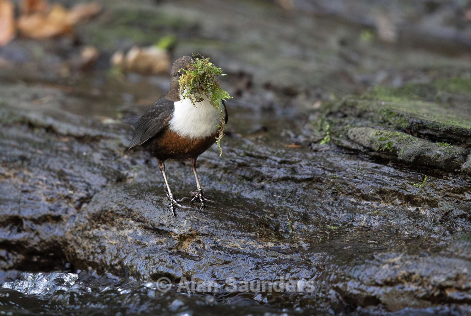 Dipper 13