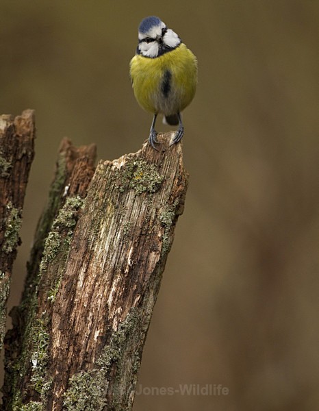 BLUE TIT REF BT 2 - THE BLUE TIT
