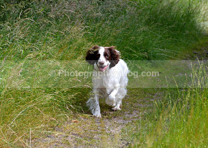  - English Springer Spaniels