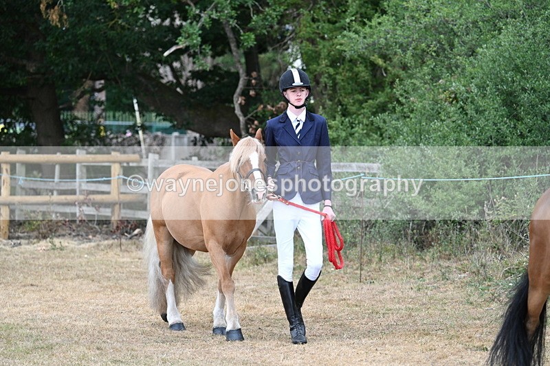 WJ7_9451 - Class 5 Most Handsome Gelding (up to 14.2hh)