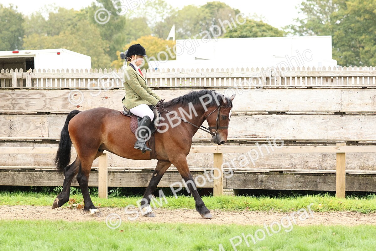 SBM_69520 - S62 - Mountain & Moorland Ridden Large Breeds