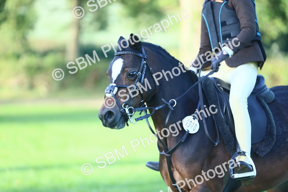SBM_37299 - S29 - Novice & Newcomers Working Hunter Pony
