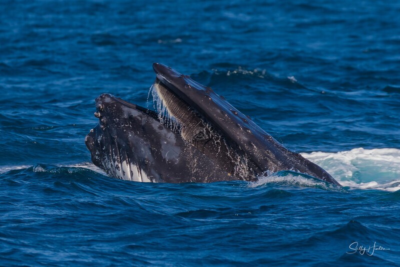 0A3A7542. Mouth open Barging - 2023 Whale Photos
