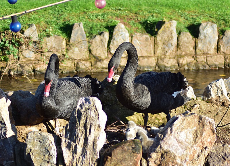 Black Swan cygnets new  3 - Dawlish (mainly black swans)