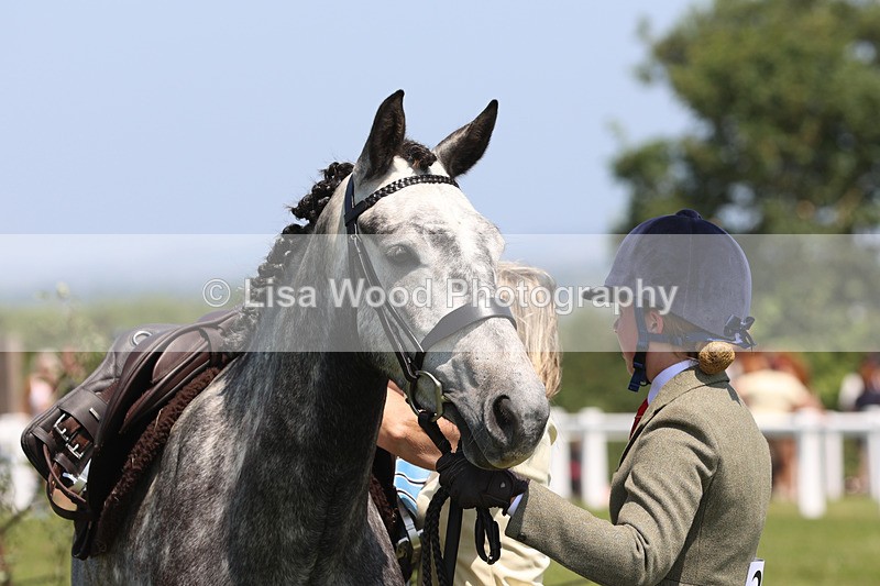 JPP_2917 - Class 21: Working Hunter 60cm