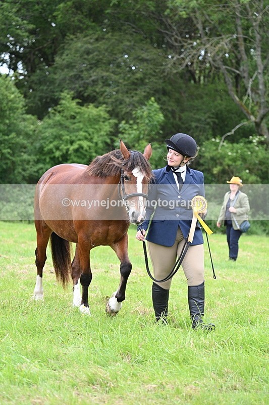 WJ7_4590 - Class 14B Prettiest Mare