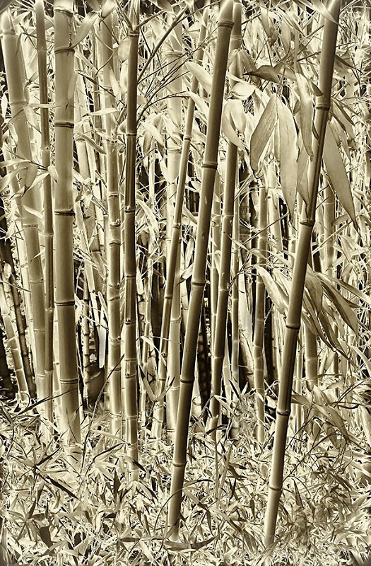 Bamboo-1595_3_4 Neg toned HDR - TREES, FLOWERS AND PLANT PHOTOS