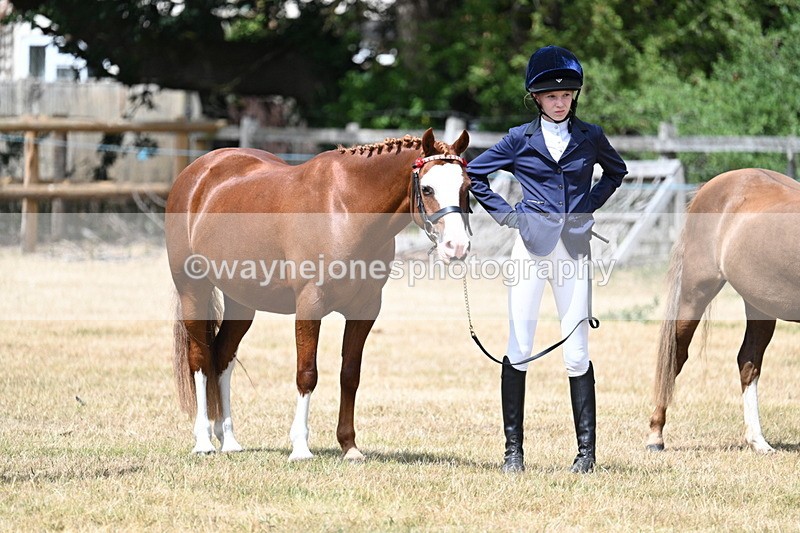 WJ7_1719 - Class 4 Prettiest Mare up to 14.2hh in hand