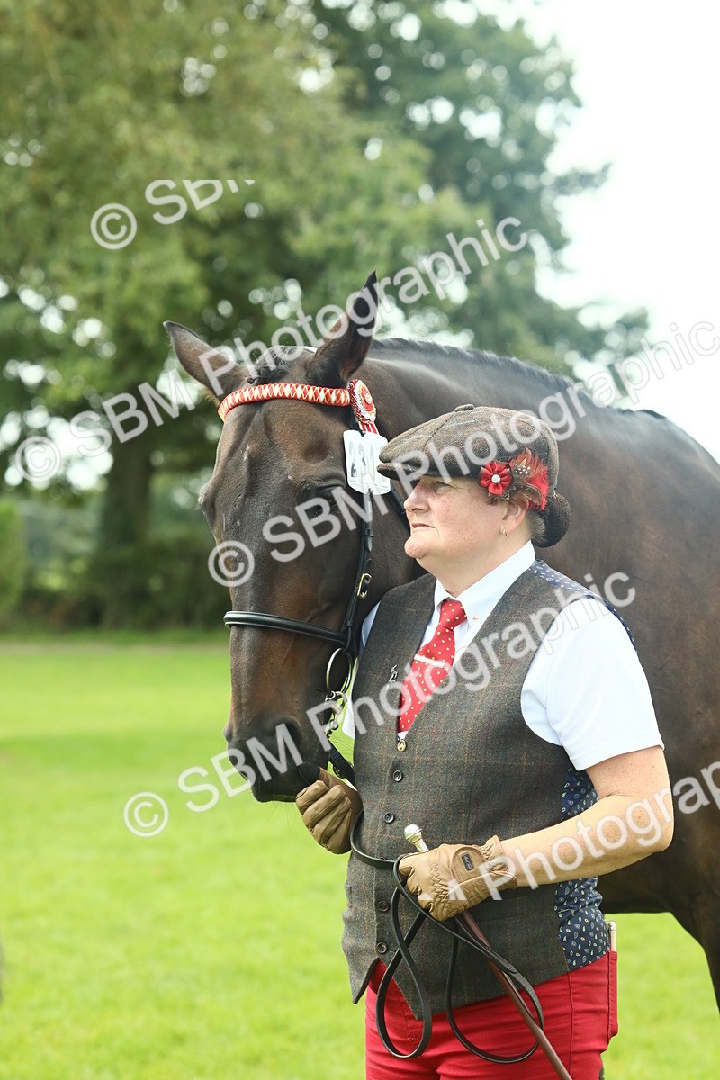 SBM_66444 - S34 - Rehabilitated Rescue Horse & Pony In Hand & Ridden