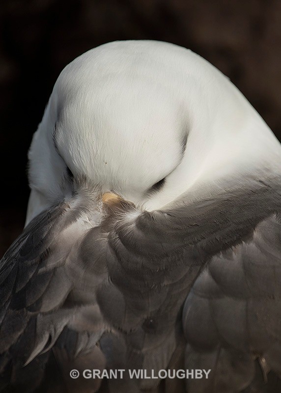 Albatross close 1 - Antartica