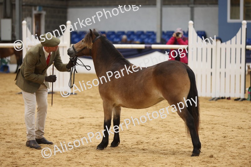 20260913-1287 - Class 113 - Yearling