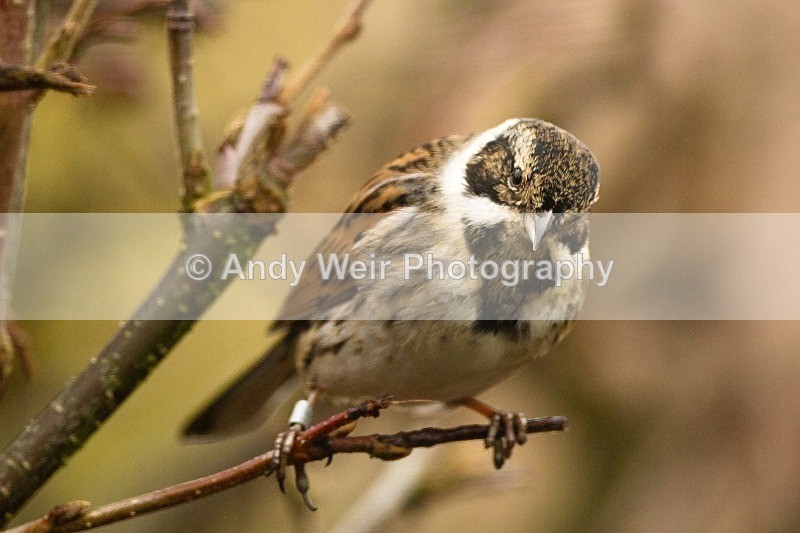 20120205-_MG_8518 - Buntings