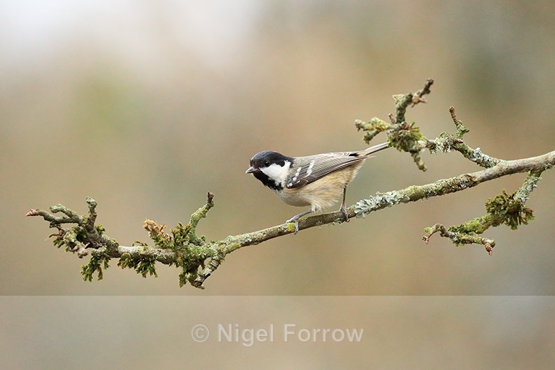 Coal Tit perched, Otterbourne, Hampshire - Coal Tit