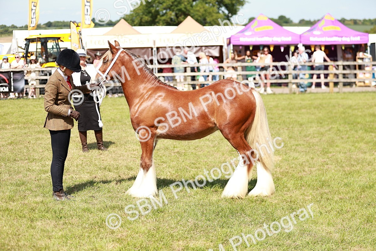 SBM_08628 - Class 63-65 - Traditional Gypsy Cobs In Hand & Ridden