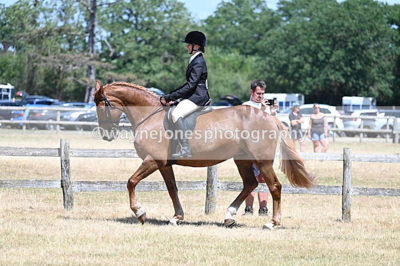 WJ7_2803 - Class 7 Riding Club Show Horse
