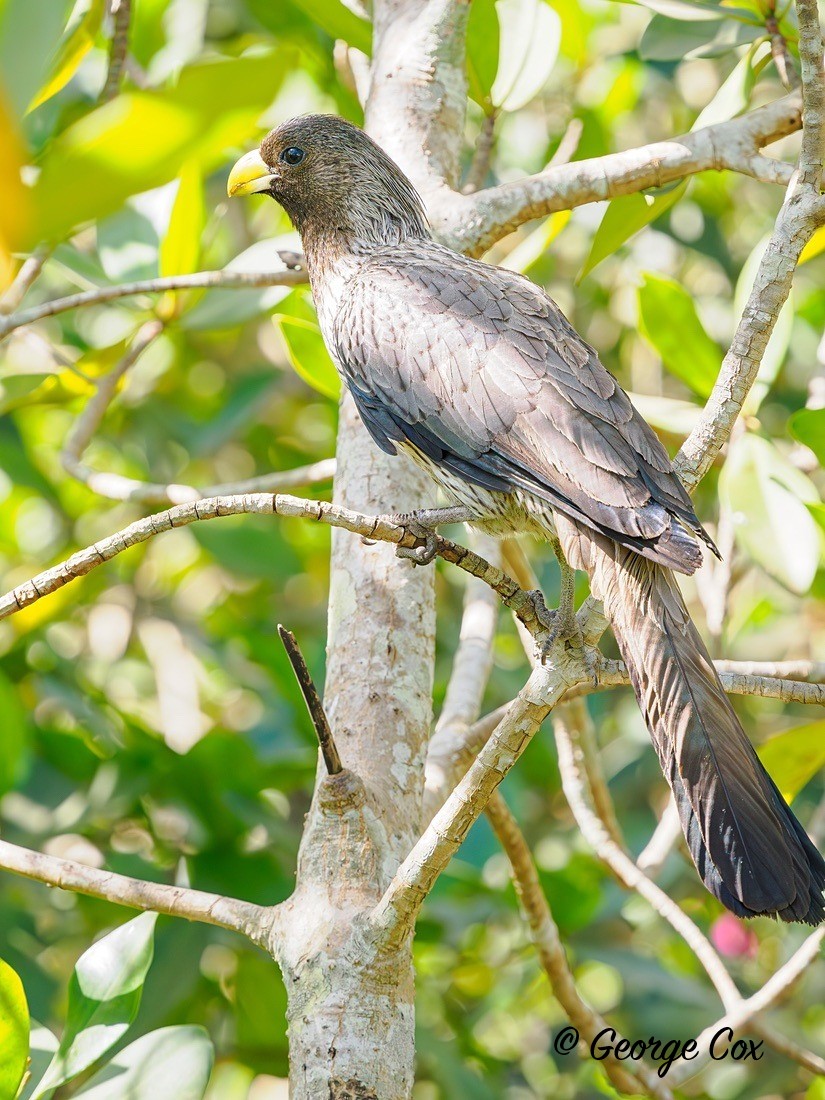 Plantain Eater - Gambia 2025