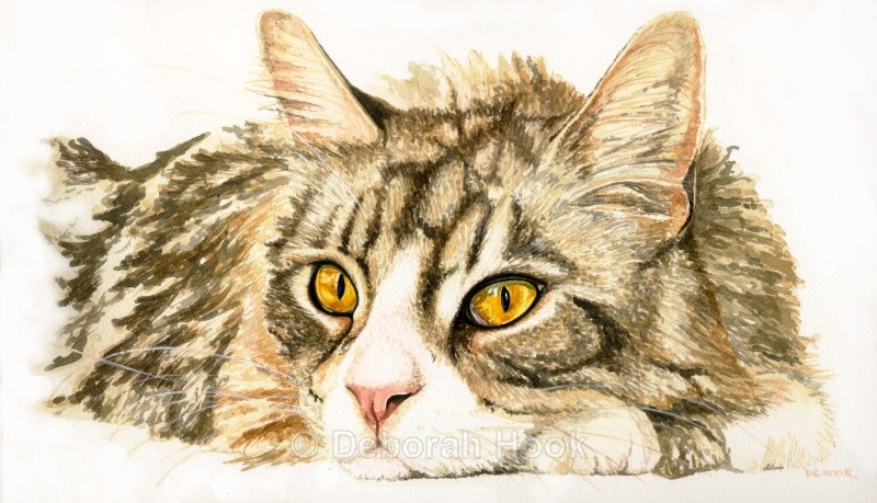 Golden eyes - Pets