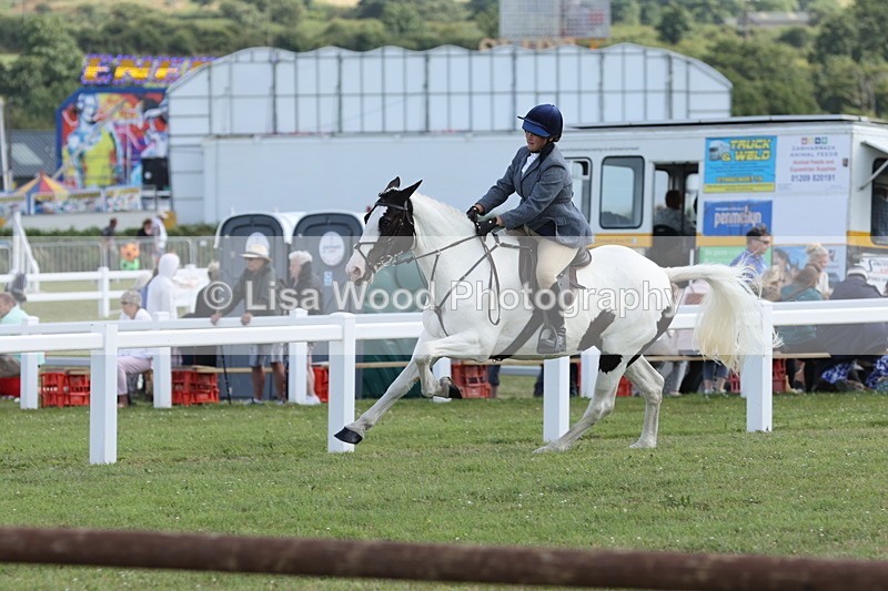 JPP_2378 - Class 19: Working Hunter 60cm