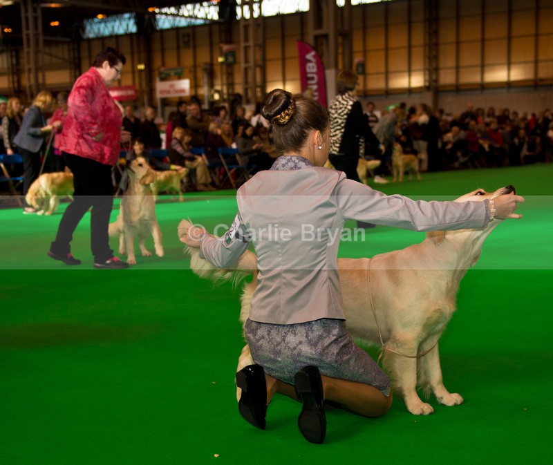  - Crufts 2015