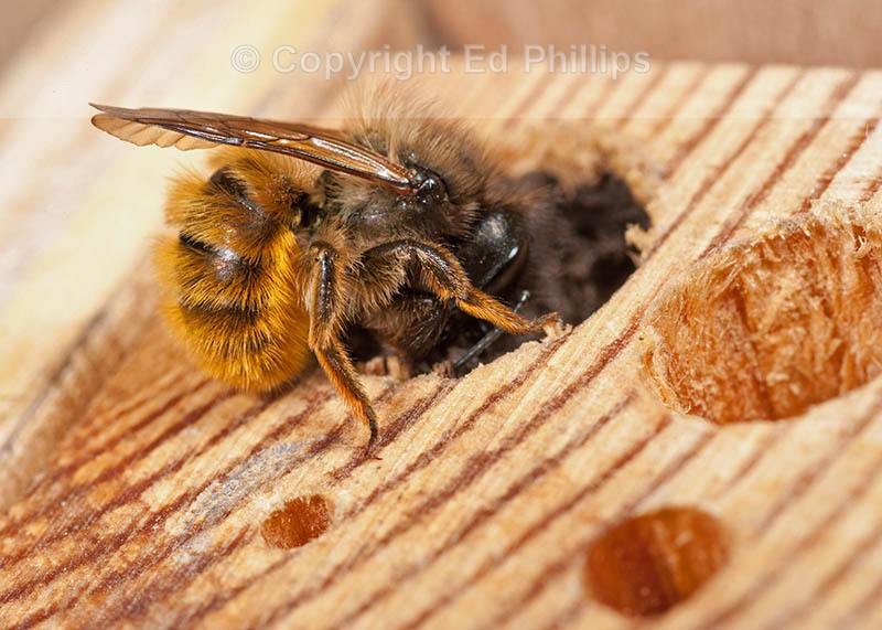 Osmia bicornis (f)