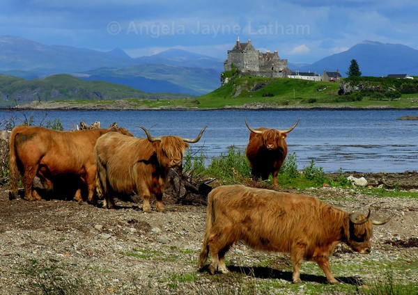 Highland Cows & Duart Castle - Highlands of Scotland