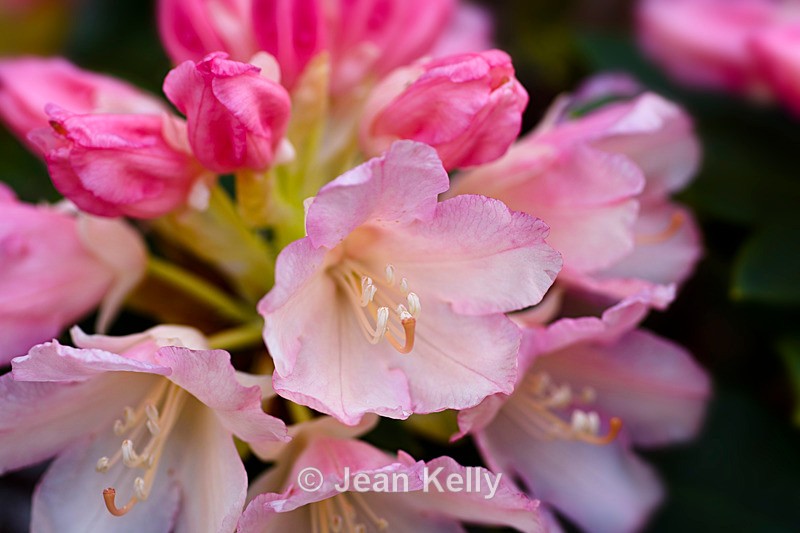 Pink Rhododendron - DSC_7267_00040 - Pink