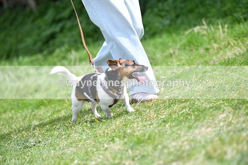 WJ5_0431 - Class 7 Best Terrier