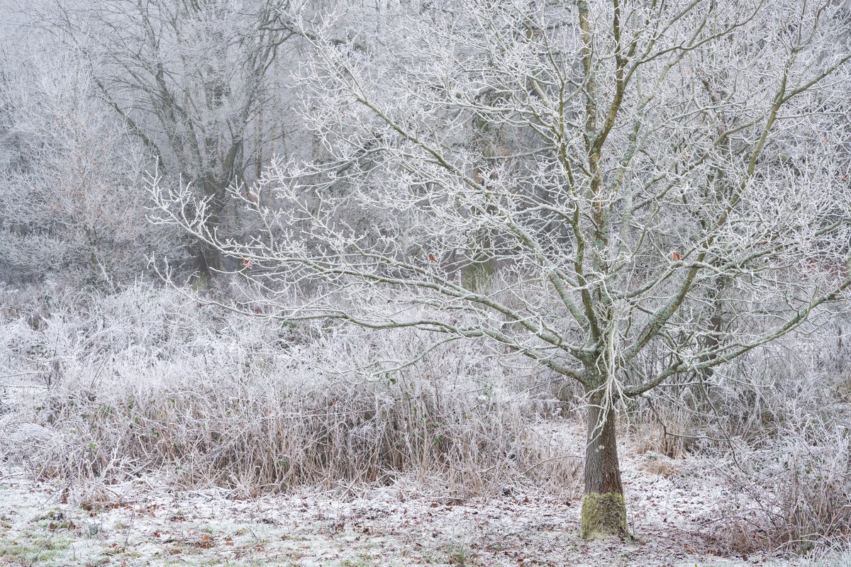 Cold Oak - WINTER