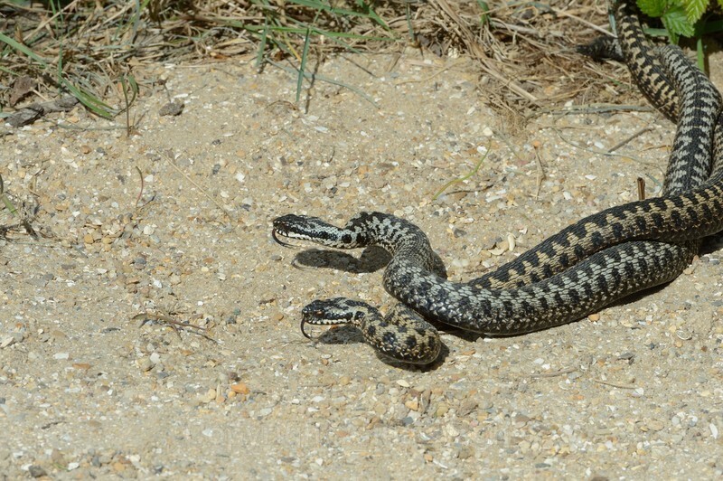 Dancing  Adders  - Reptiles & Amphibians