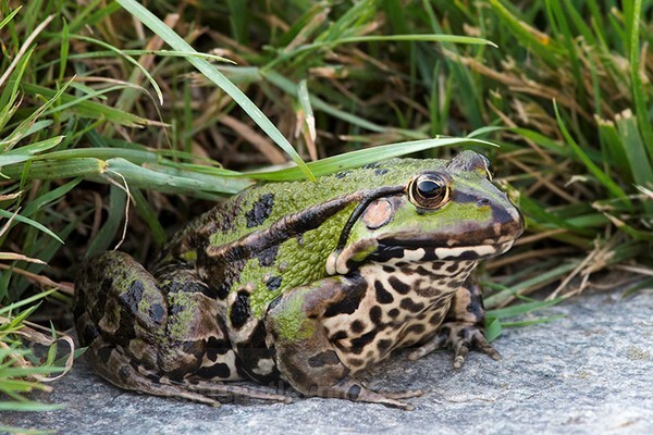  - Reptiles and Amphibians