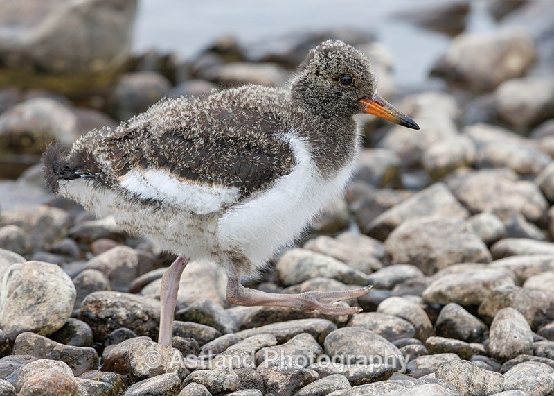 Oystercatcher chick - Latest Images