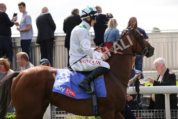 yr18082021r3-34 - Race 3 3.00pm Sky Bet Great Voltigeur Stakes