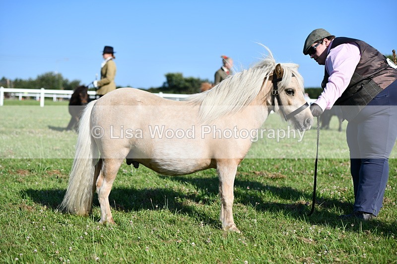 DSC_5640 - Class 49: NPS Shetland Youngstock