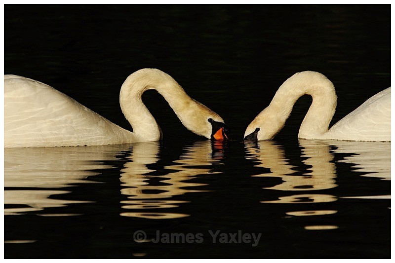 Two Hearts - The British Wildlife Photography Awards 2009 to 2014