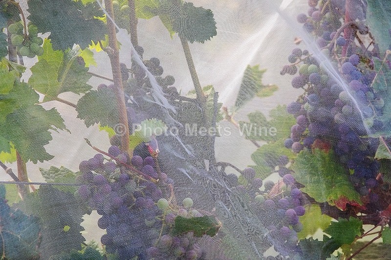 - Vineyards & Vines / Weinberge & Reben