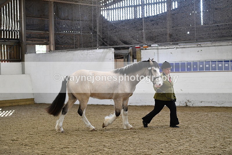 WJ5_4493 - Class 3 Part Bred In hand