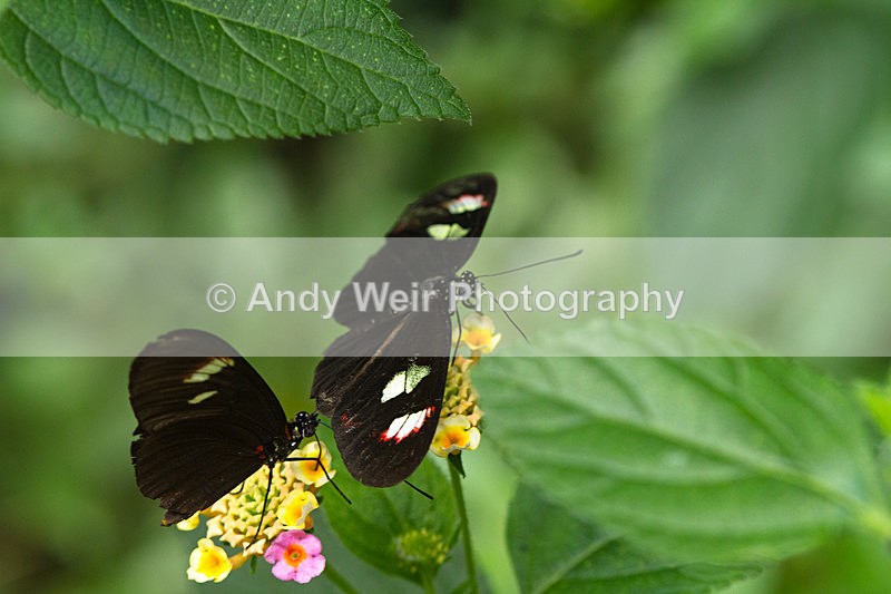 20130803-_MG_5263 - Butterflies & Moths