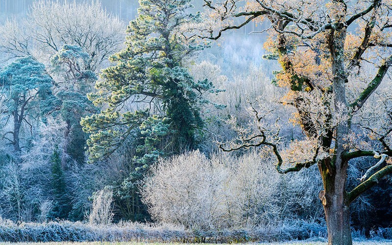 Marlfield frost - WOODLAND AND PARKS (NEW WORK)
