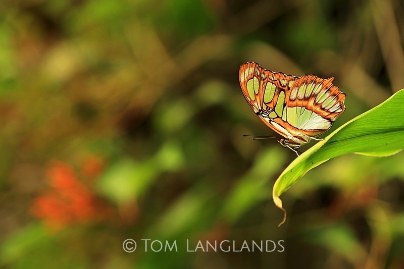 Malachite - Macro