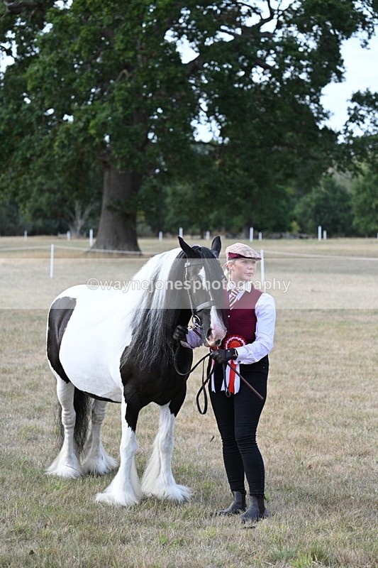 WJ7_8354 - In-hand Championship