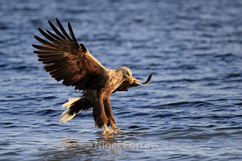 White-tailed Sea-Eagle takes fish from water, Flatanger, Norway - White-tailed Sea-Eagle