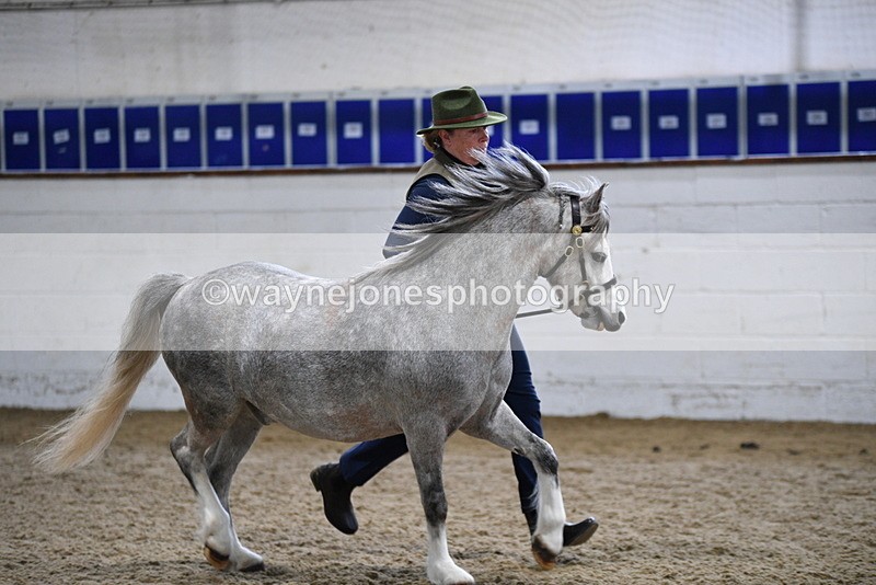 WJ5_5218 - Class 4 In hand M&M - small breeds