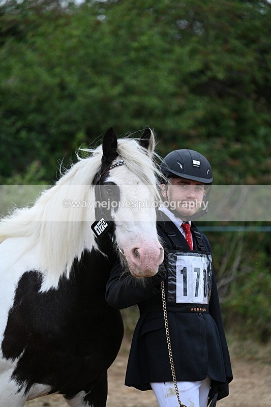 WJ7_9536 - Class 5 Most Handsome Gelding (up to 14.2hh)