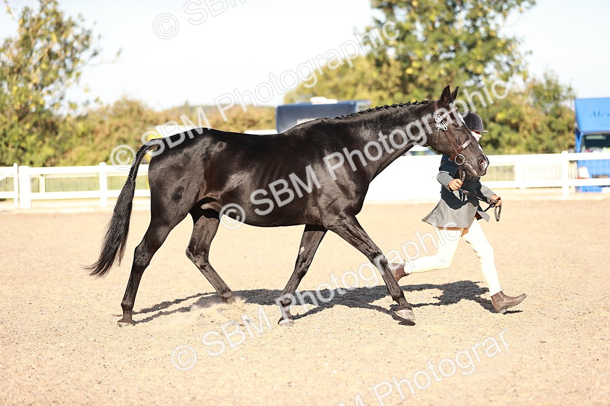 SBM_11171 - Class 401 - IH  Veteran horse